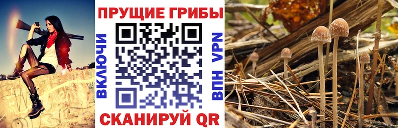 blacksprut сайт где можно купить Полярные Зори Псилоцибиновые грибы Psilocybine cubensis